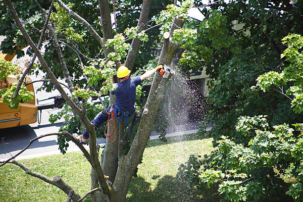 Seasonal Cleanup (Spring/Fall) in North Charleroi, PA