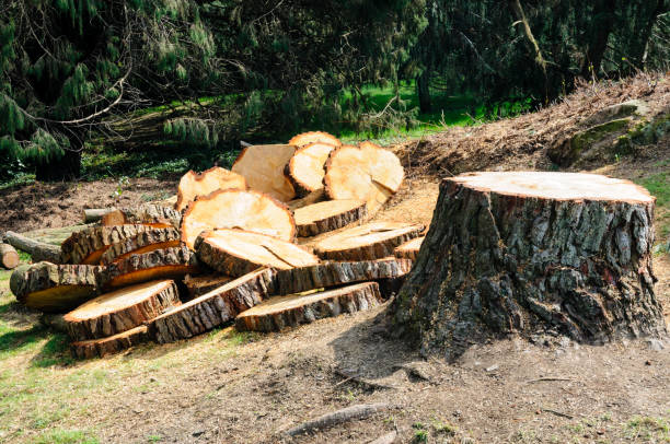 Professional Tree Removal Services in North Charleroi, PA